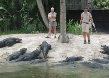 Gatorsgross.com How To Stay Safe During Gator Season: