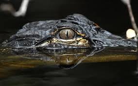 Gator Eyes Glow at Night!