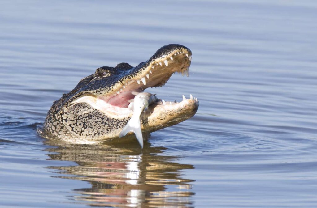 Gators Poop in the Water They Swim In!
