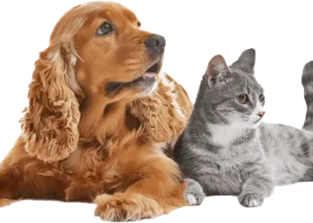 Choosing the Right Dog Boarding Facility for Your Pet