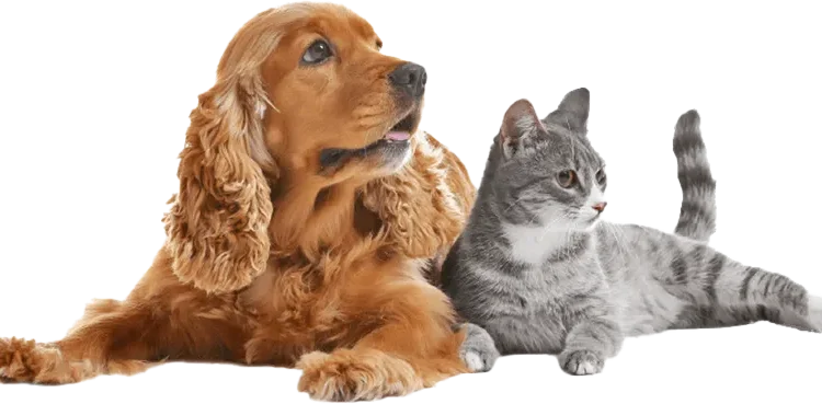 Choosing the Right Dog Boarding Facility for Your Pet