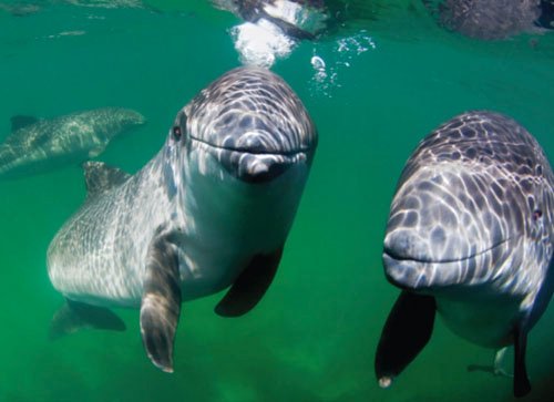 Behavior and Social Patterns of Porpoises