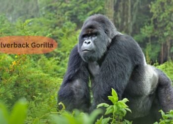 Silverback Gorilla –  Power, Behavior & Conservation Insights