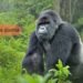 Silverback Gorilla –  Power, Behavior & Conservation Insights