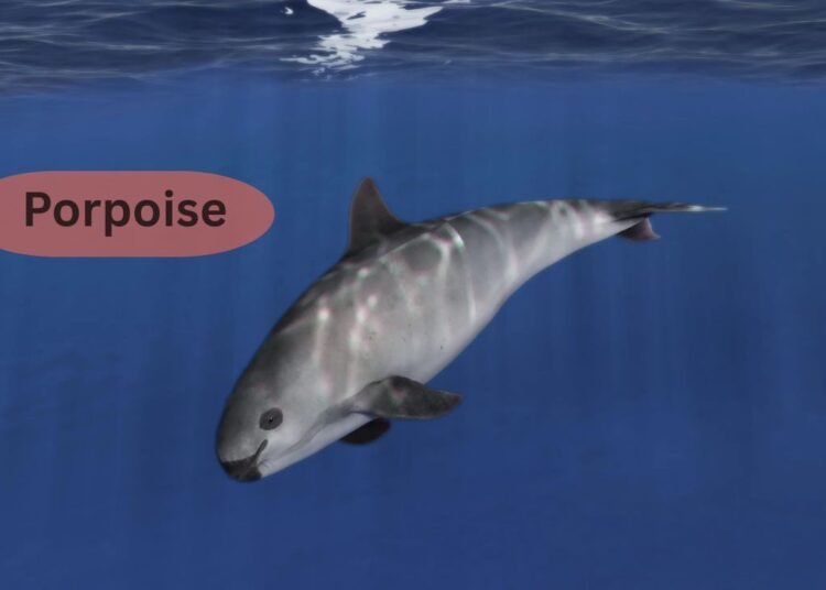 Porpoise