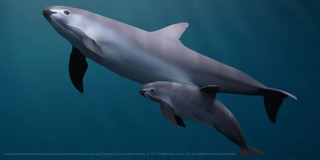 Conservation Efforts to Protect Porpoises